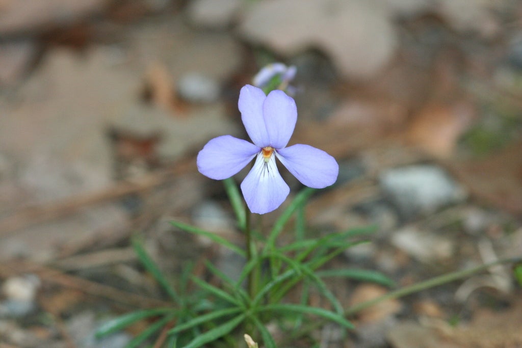 Viola Pedata